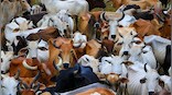 After Amroha cattle killing horror, Muslim man electrocutes cows at gaushala in Maharashtra
