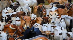 After Amroha cattle killing horror, Muslim man electrocutes cows at gaushala in Maharashtra