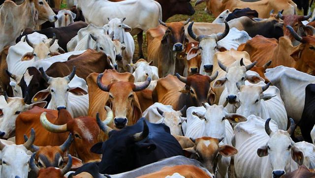 After Amroha cattle killing horror, Muslim man electrocutes cows at gaushala in Maharashtra After Amroha cattle killing horror, Muslim man electrocutes cows at gaushala in Maharashtra