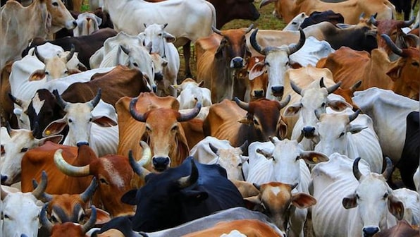 After Amroha cattle killing horror, Muslim man electrocutes cows at gaushala in Maharashtra