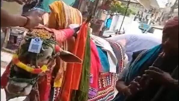 Watch: Man seeking donation attaches QR code to his bull's head