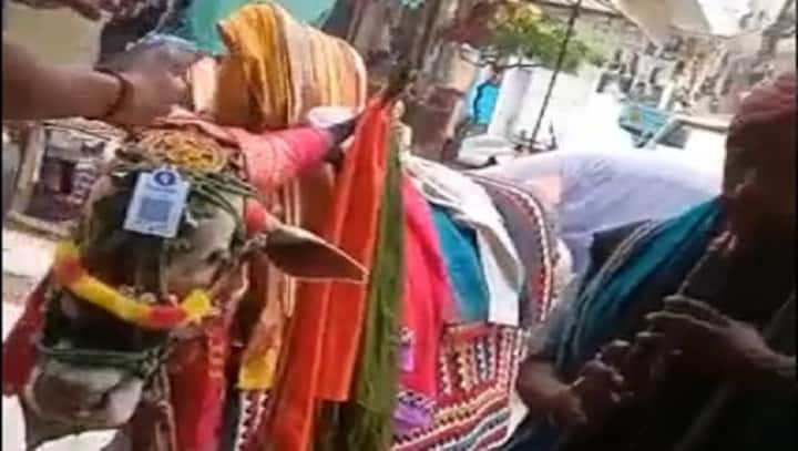 Watch: Man seeking donation attaches QR code to his bull's head