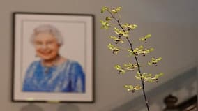 Explained: The 'majestic' Singapore orchid named in honour of Queen Elizabeth II