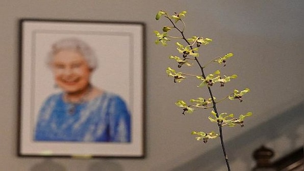 Explained: The 'majestic' Singapore orchid named in honour of Queen Elizabeth II