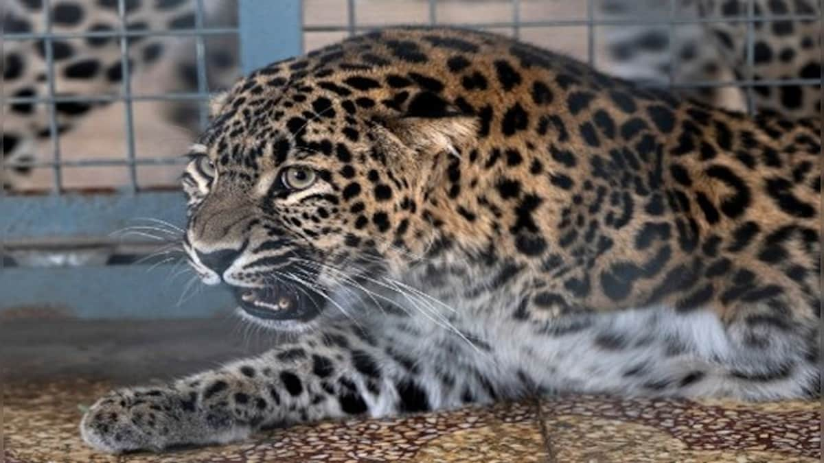 Viral video: Leopard spotted roaming near IIT-Bombay campus