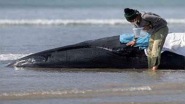 Around 230 whales stranded in Tasmania: When whales were found stranded in the past