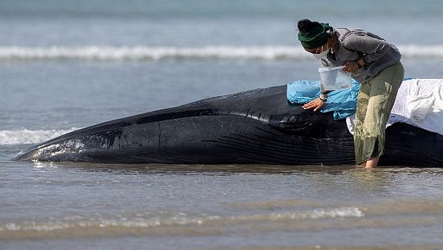 Around 230 whales stranded in Tasmania: When whales were found stranded in the past Around 230 whales stranded in Tasmania: When whales were found stranded in the past