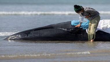 Around 230 whales stranded in Tasmania: When whales were found stranded in the past