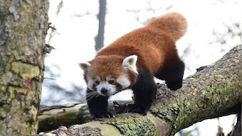 International Red Panda Day 2022: History, significance and interesting facts