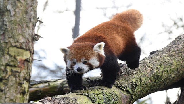 International Red Panda Day 2022: History, significance and interesting facts International Red Panda Day 2022: History, significance and interesting facts