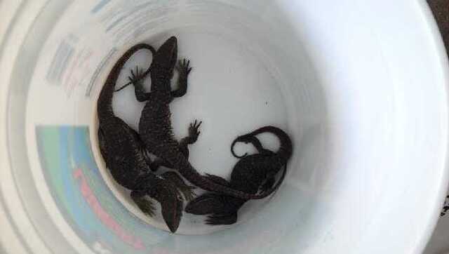 Box of live lizards and iguanas delivered to wrong address, receiver startled Box of live lizards and iguanas delivered to wrong address, receiver startled