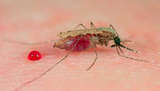 Genetically modified mosquitoes by scientists can't spread malaria Genetically modified mosquitoes by scientists can't spread malaria