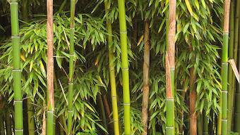 World Bamboo Day 2022: History, significance and all you need to know