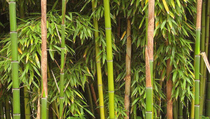 World Bamboo Day 2022: History, significance and all you need to know
