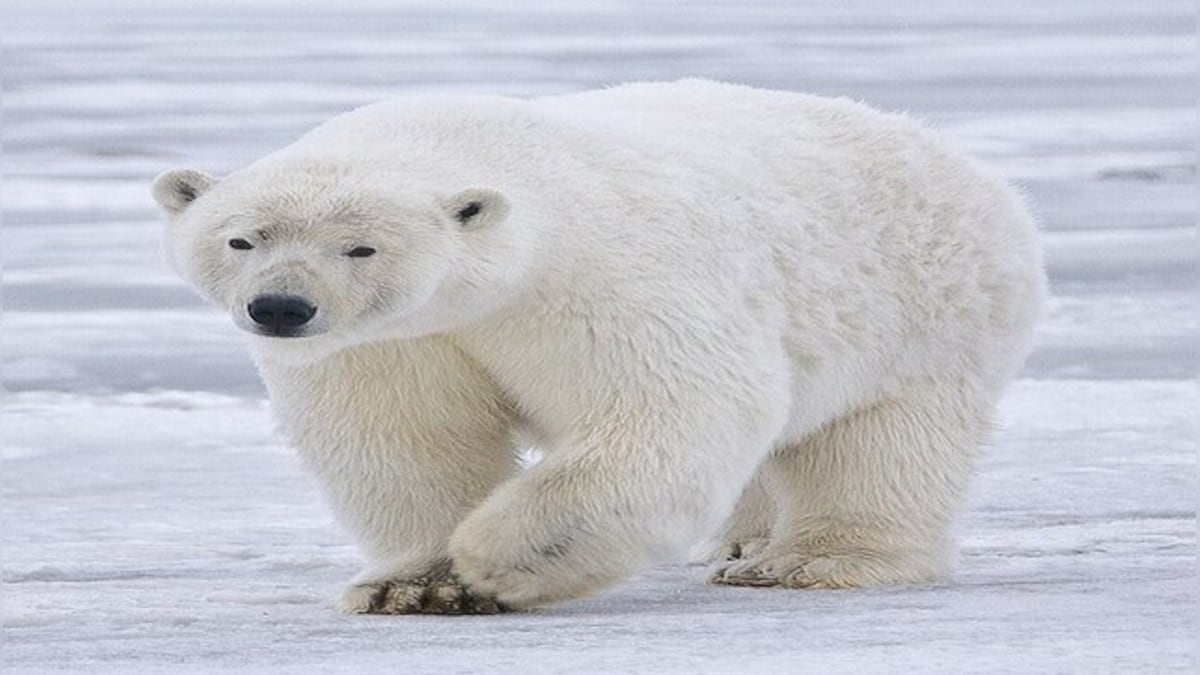 Canada: Receding ice leaves polar bears at rising risk – Firstpost