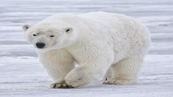 Canada: Receding ice leaves polar bears at rising risk – Firstpost