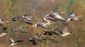 Around half of bird species in decline globally, moving 'ever faster' to extinction