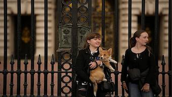 Explained: Why the demand for corgis has soared in the UK