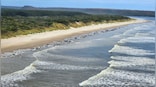 Around 230 whales stranded in Tasmania; rescue efforts underway
