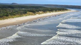 Around 230 whales stranded in Tasmania; rescue efforts underway