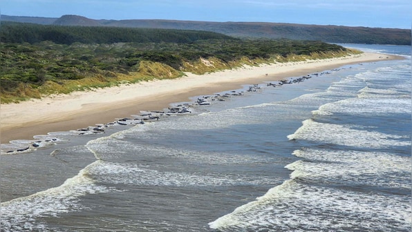 Around 230 whales stranded in Tasmania; rescue efforts underway