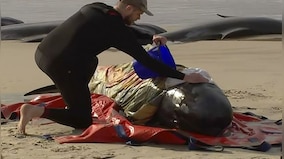 About 200 whales dead in Australia: All you need to know about mass strandings