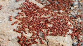 People forced to flee Odisha village swamped by lakhs of ants