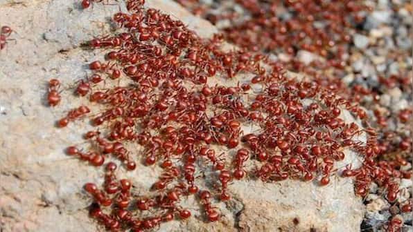 People forced to flee Odisha village swamped by lakhs of ants