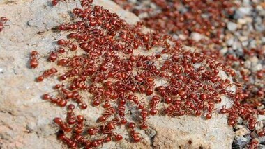 People forced to flee Odisha village swamped by lakhs of ants
