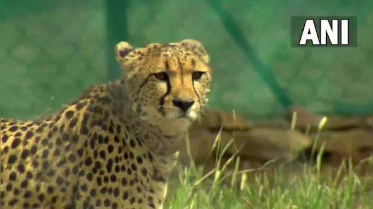 Cheetahs at Kuno National Park: Villagers fear land acquisition, human-animal conflict