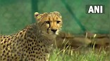 Cheetahs at Kuno National Park: Villagers fear land acquisition, human-animal conflict
