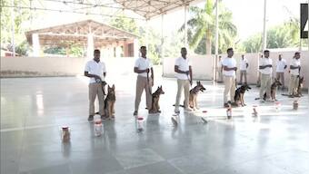 WATCH The Good Shepherds: ITBP trains dogs to protect Kuno's new Cheetahs from poachers