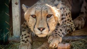 Hope dawns for India's adventurous wildlife project, PM Modi names a female cheetah Aasha