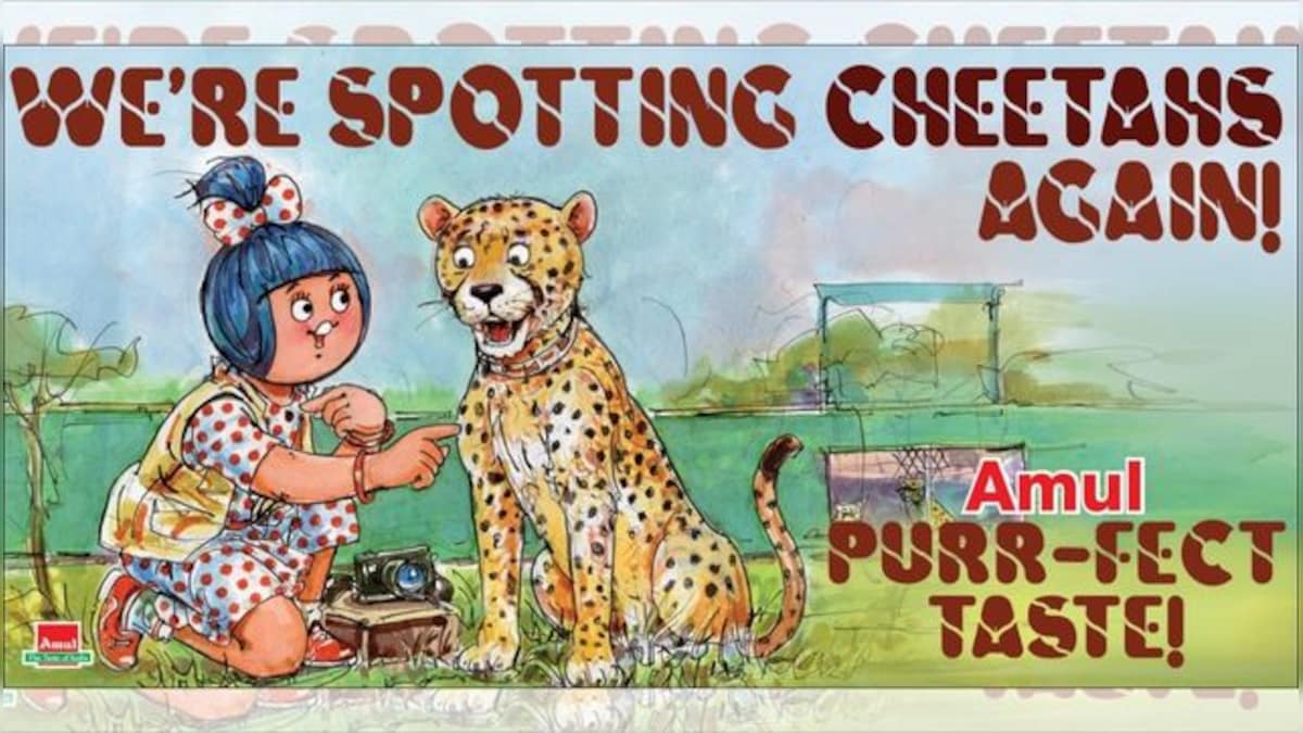 Amul doodle celebrates arrival of big cats in India, says 'We're spotting Cheetahs again'