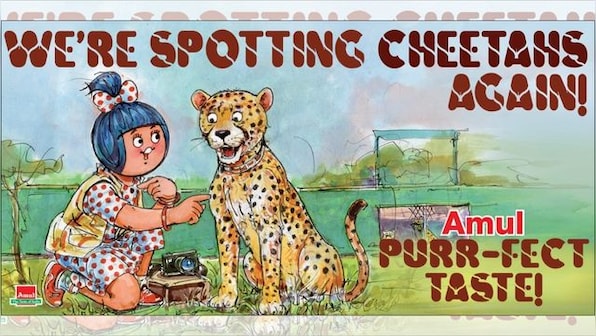 Amul doodle celebrates arrival of big cats in India, says 'We're spotting Cheetahs again'