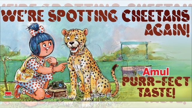 Amul doodle celebrates arrival of big cats in India, says 'We're spotting Cheetahs again' Amul doodle celebrates arrival of big cats in India, says 'We're spotting Cheetahs again'
