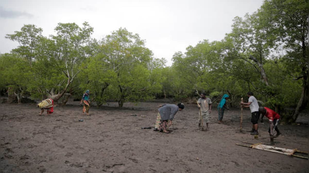 With over 22 per cent forest cover Africa eyes to grow its carbon market