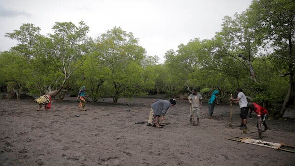 With over 22 per cent forest cover Africa eyes to grow its carbon market