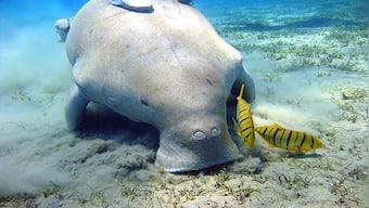 What are dugongs, and why is India setting up a reserve for their conservation?