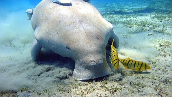 What are dugongs, and why is India setting up a reserve for their conservation?