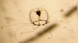 Why this miniature jellyfish may hold the key to immortality