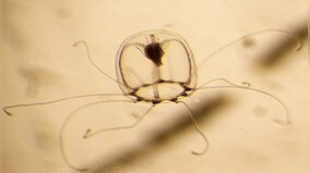 Why this miniature jellyfish may hold the key to immortality