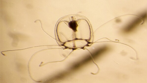 Why this miniature jellyfish may hold the key to immortality
