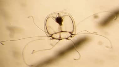 Why this miniature jellyfish may hold the key to immortality