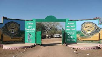 Explained: How the arrival of cheetahs will benefit locals living around Madhya Pradesh's Kuno National Park