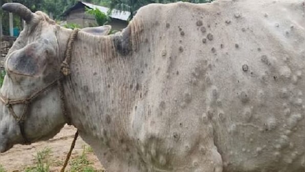 Lumpy skin disease: Over 2100 cattle found infected in across 10 districts in MP, bovine transportation banned