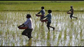 Rice prices expected to go up as production falls 6-7 million tonnes shorter