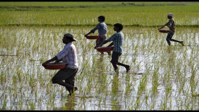 Rice prices expected to go up as production falls 6-7 million tonnes shorter Rice prices expected to go up as production falls 6-7 million tonnes shorter