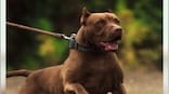 Kanpur bans Pitbull and Rottweiler dogs after uptick in attacks