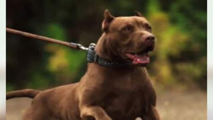 Kanpur bans Pitbull and Rottweiler dogs after uptick in attacks